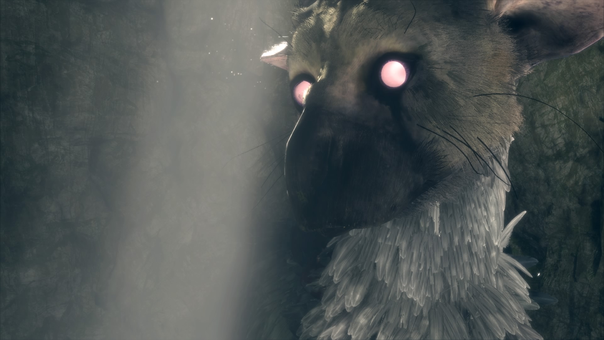 A close encounter with Trico